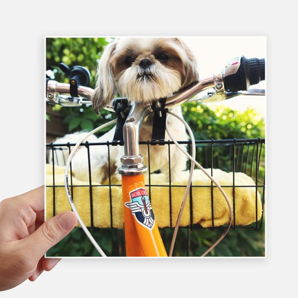 Pegatinas de perro lindo cuadradas de 20 cm para decorar paredes y maletas pack de 4 unidades