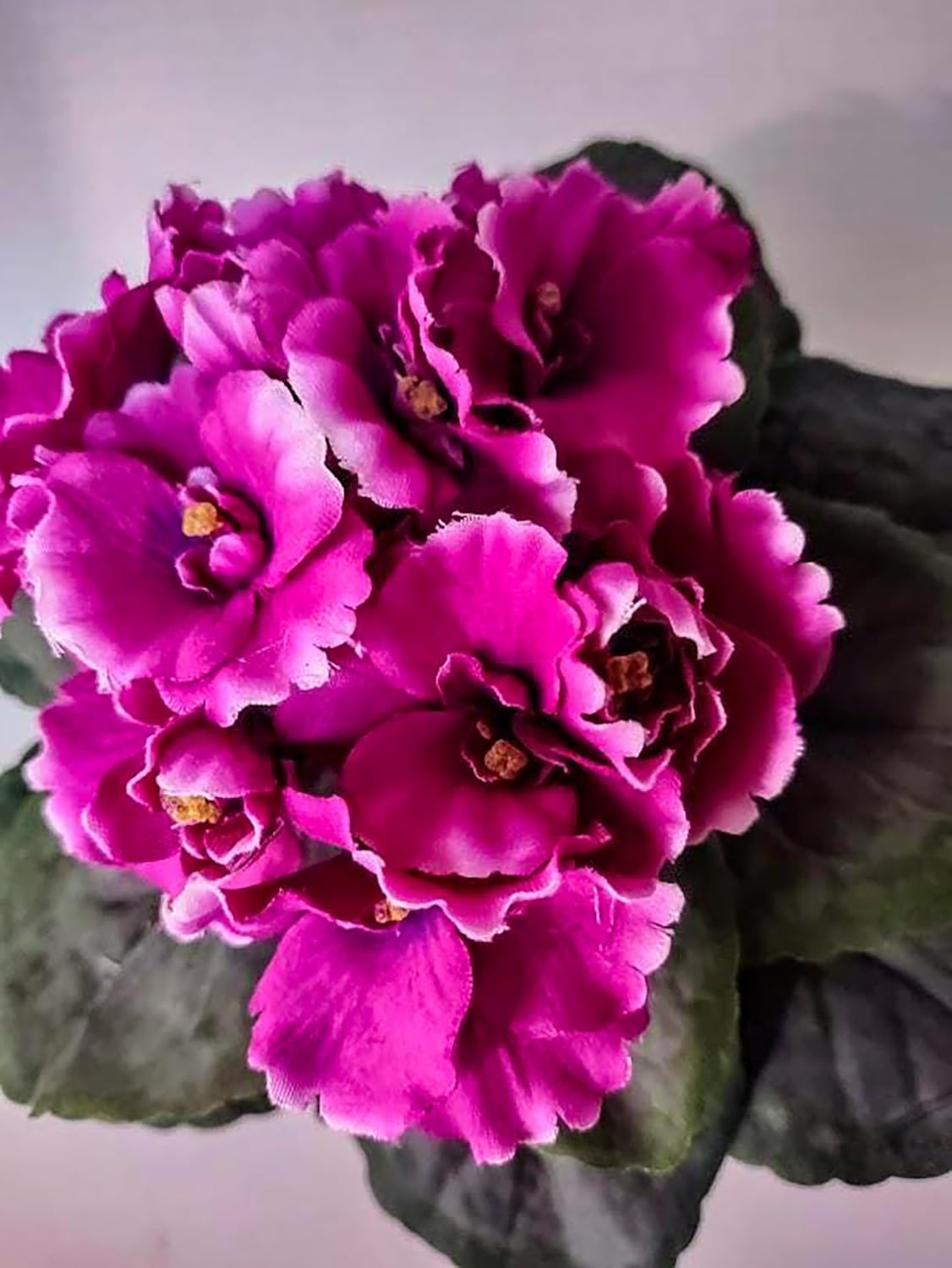 8" Artificial Miniature African Violet – Realistic Faux Flower for DIY Arrangements, Crafts, and Home Décor