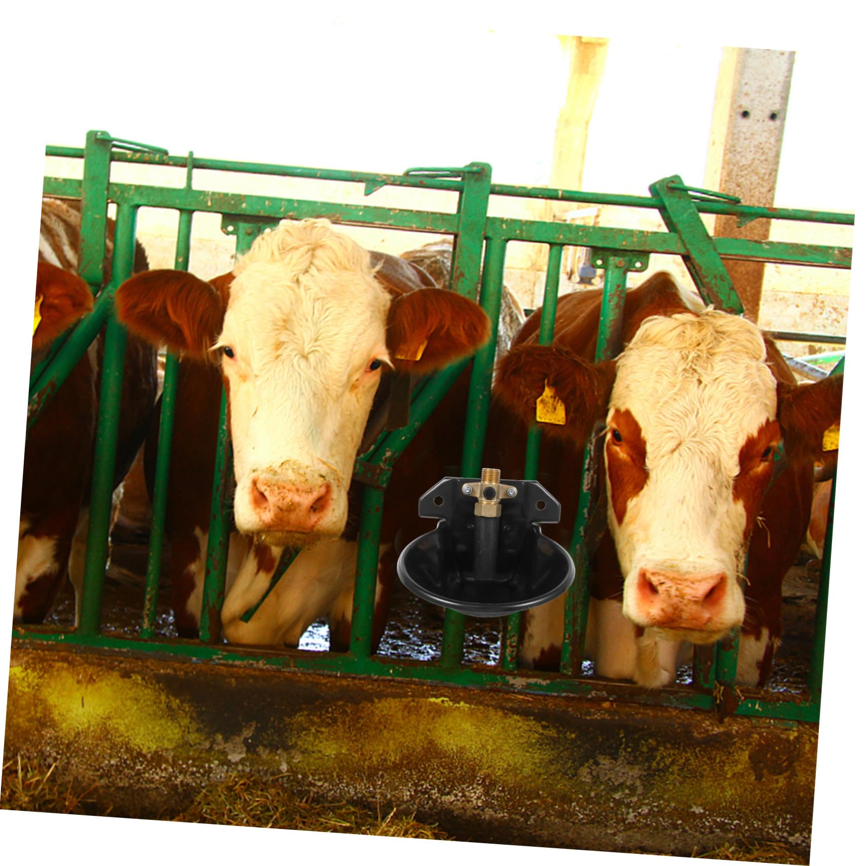 Abbeveratoio Automatico per Bovini e Cavalli, Ciotola Nera