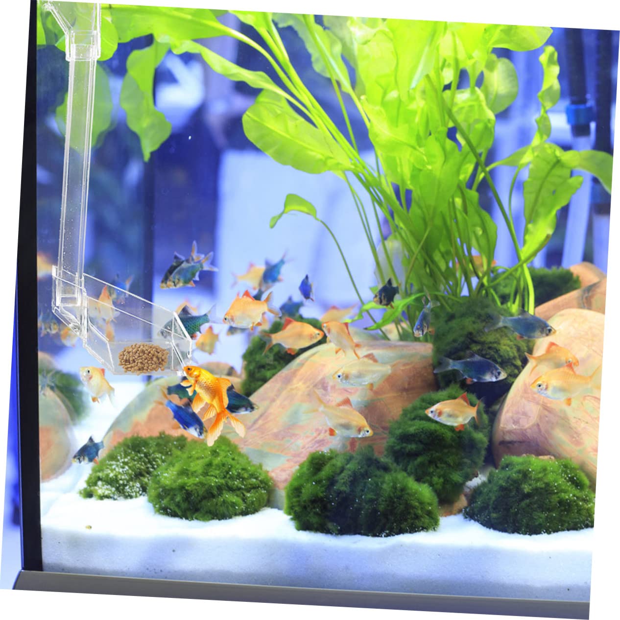 Kisangel 2piezas Alimentador De Acuario Colgante para Camarones Dispositivo De Alimentación Práctico para Peces y Camarones Tanques De Acuario