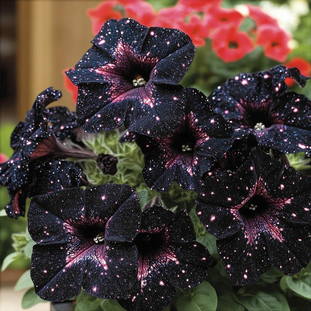 Night Sky Petunia Seeds - Multi-Color Galaxy Mix, 500+ Dwarf Wave Variety | Rare Non-GMO Heirloom Flower Seeds for Home Garden | Attracts Butterflies & Bees