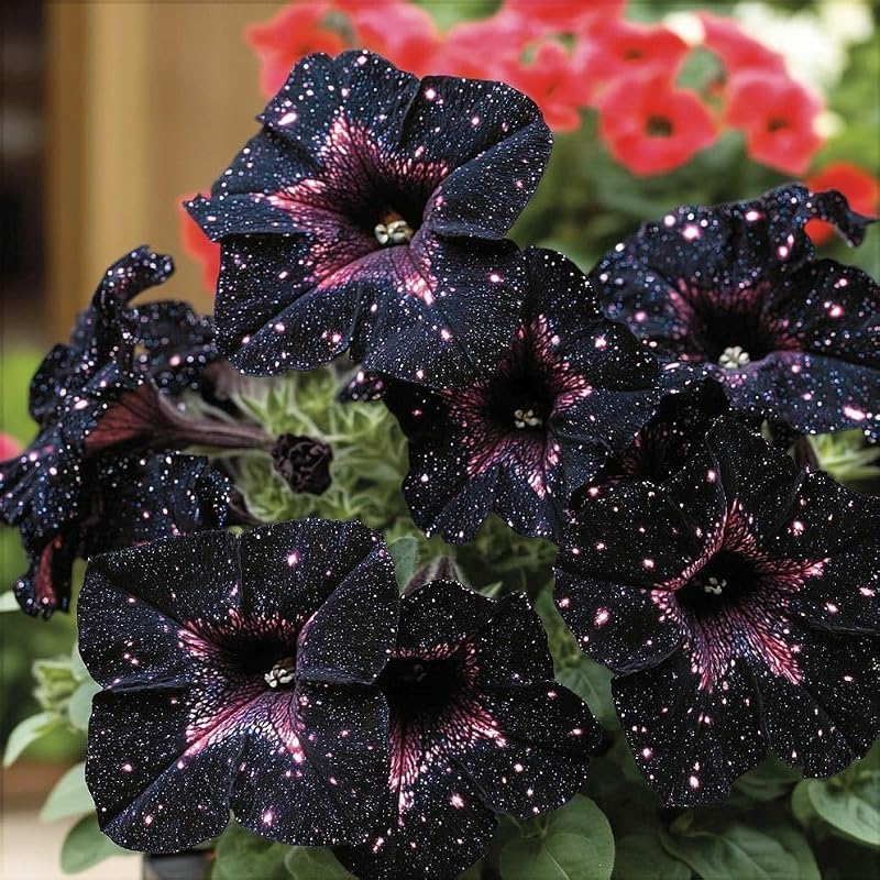 Night Sky Petunia Seeds - Multi-Color Galaxy Mix, 500+ Dwarf Wave Variety | Rare Non-GMO Heirloom Flower Seeds for Home Garden | Attracts Butterflies & Bees
