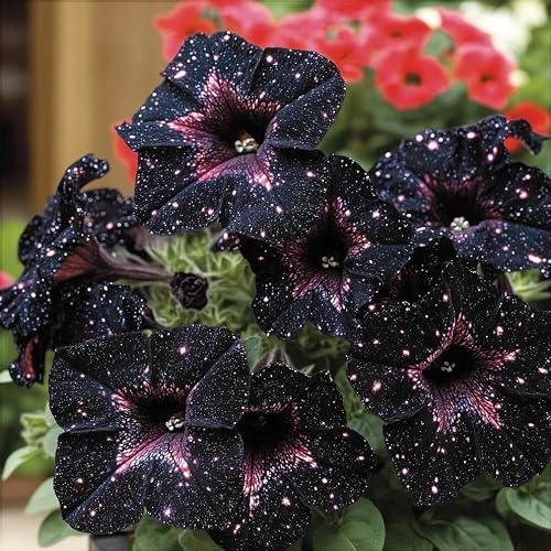 Night Sky Petunia Seeds - Multi-Color Galaxy Mix, 500+ Dwarf Wave Variety | Rare Non-GMO Heirloom Flower Seeds for Home Garden | Attracts Butterflies & Bees