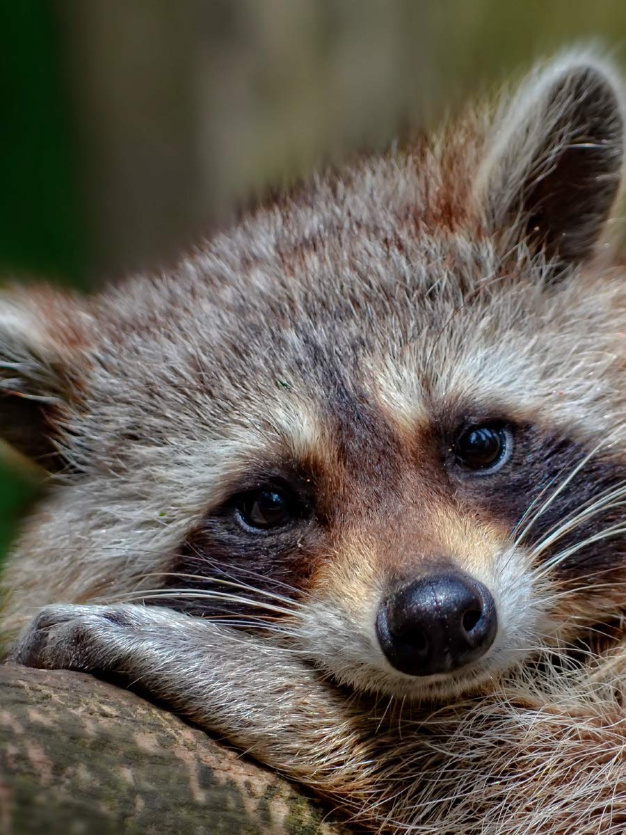 CALVENDO Puzzle Waschbär – 1000 Teile Premium-Puzzle Für Entspannte Stunden Mit Tollem Tiermotiv