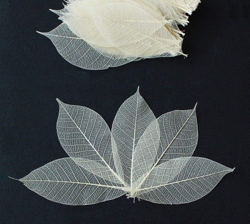 YellowCult Rubber Tree Leaves - Pack of 25 Skeleton Leaves Decorative DIY Craft, Artificial Leaves Craft Card Scrapbook DIY Handmade Embellishment Decoration Art [Natural White]