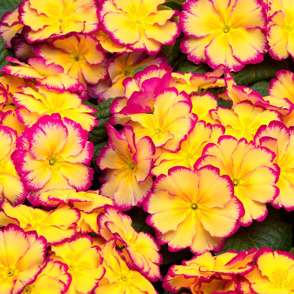 YouGarden Primrose 'Scentsation Rhubarb & Custard', 10 x Garden Ready Plants, Winter to Spring Colour, Ready to Plant