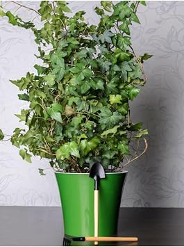 Gardenbox Büyük Yapraklı Duvar Sarmaşığı, 50-60 cm, Çok Renkli, 1 Adet Saksıda
