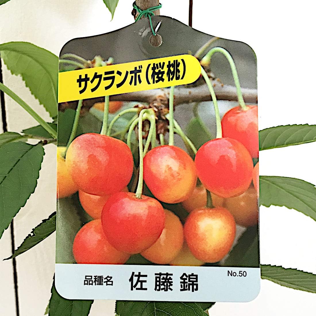 Amazon サクランボ 苗木 佐藤錦 12cmポット苗 さくらんぼ 苗 果物