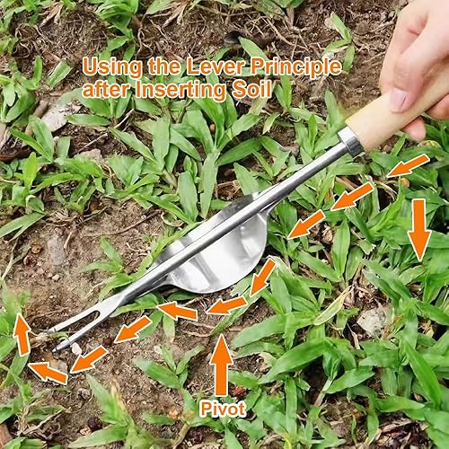 Miniatura 3 de Herramienta de deshierbe de jardín, mango de madera, base de acero inoxidable, manual manual de desbrozador de malezas con horquillas afiladas en