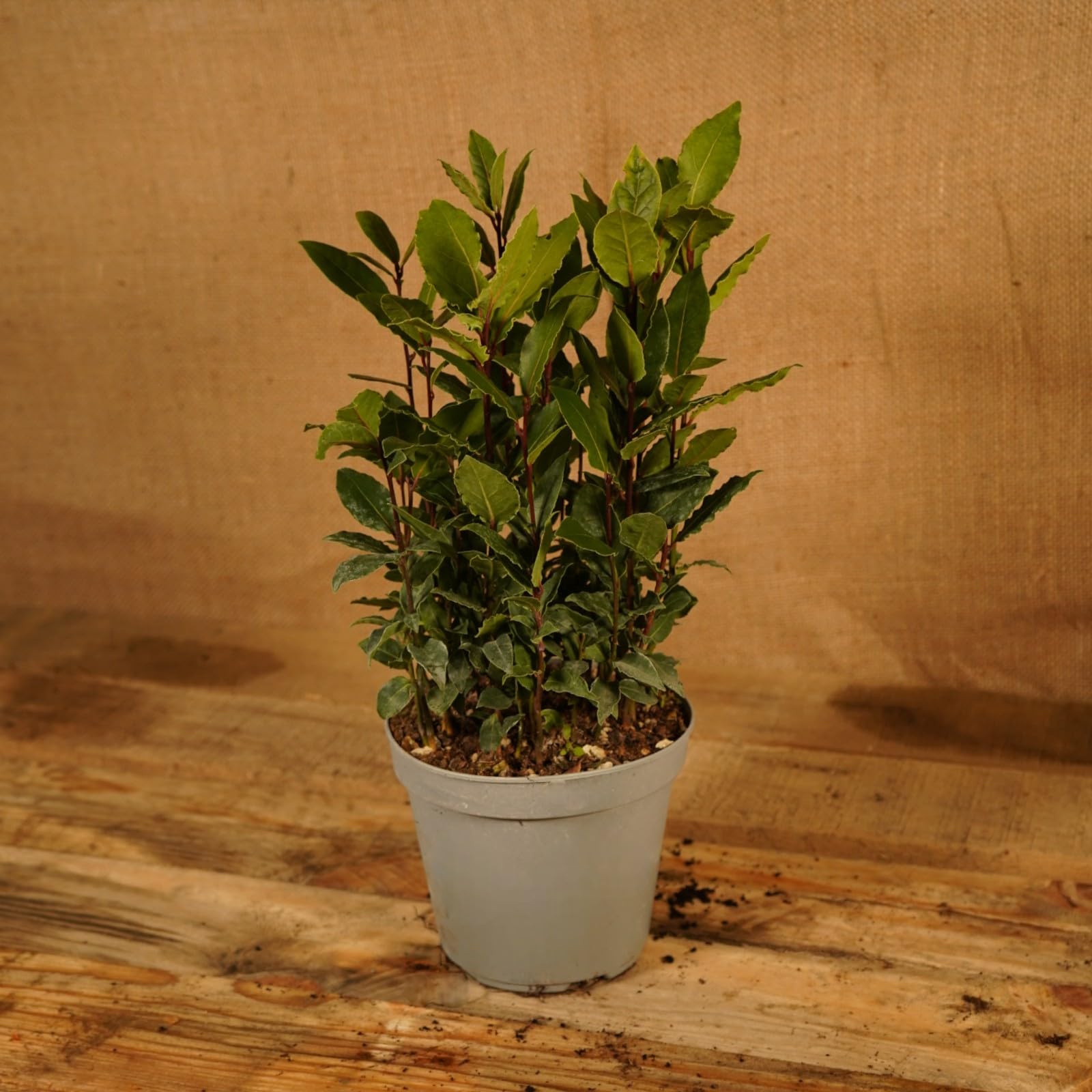 2 x Laurus nobils, Bay Tree, Large Plant in a 11cm Pot, Cooking Bay Leaf Tree Herb