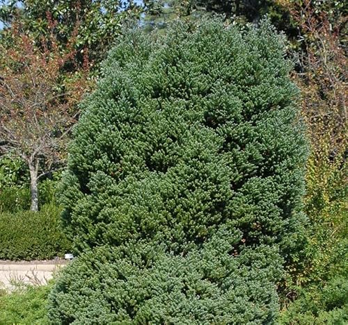 Chamaecyparis Thyoides (Atlantic White Cedar) Tree Seed, Small, Scale-Like Leaves, Characteristic Cedar Fragrance, You Choose The Quantity (1 Pack) #TOP1