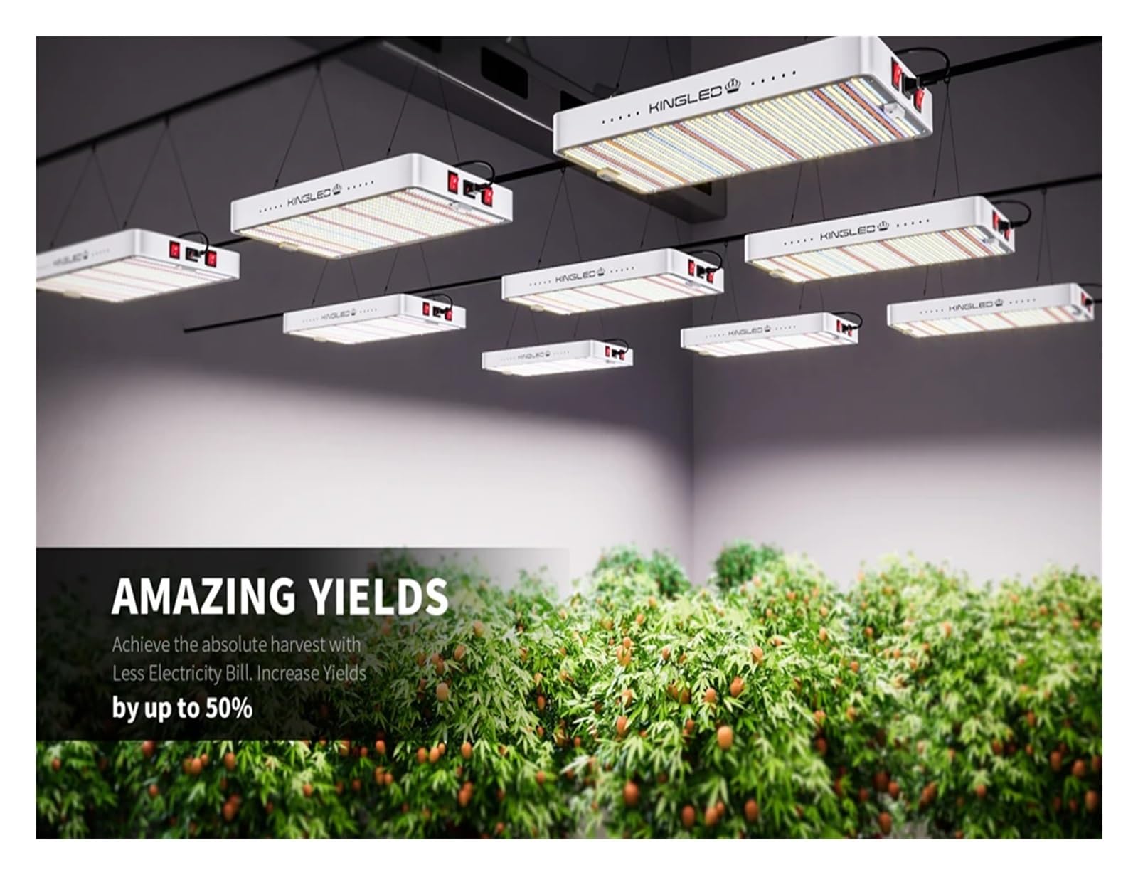 Luce per Piante, Led Coltiva La Luce 2000W Spettro Completo for Piante Da Interno Tenda, In Serra Veg Bloom Seme