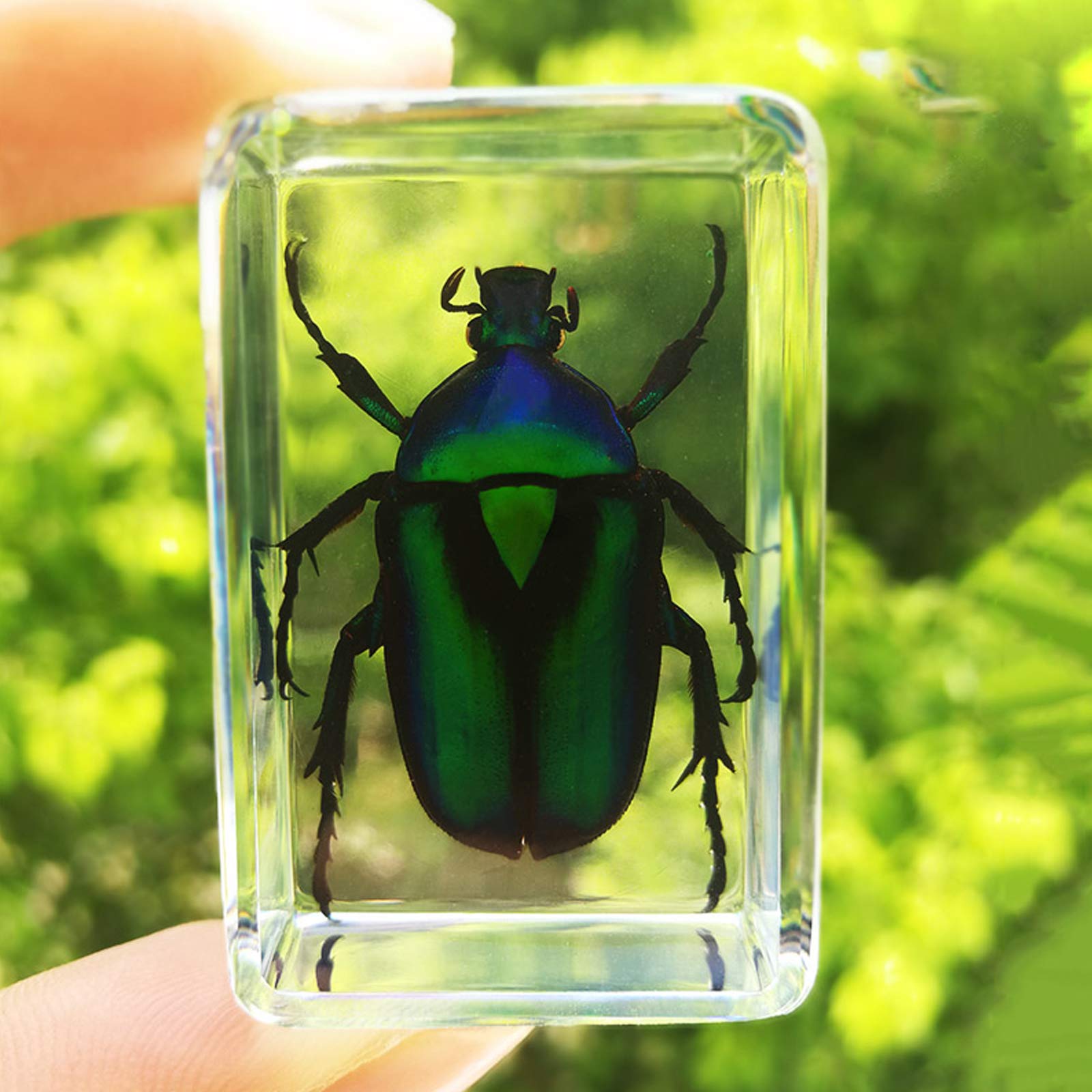 Insect Scarab Specimen,science Kit,Taxidermy Resin,Resin Desk Paperweight Articulated Specimen Science Classroom Taxidermy For Science Education