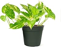 Vista 8 de American Plant Exchange Silver Splash Pothos - Pothos de Satén Silver Splash Vivo en Maceta de 6 Pulgadas, Planta de Interior Purificadora de Aire