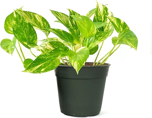American Plant Exchange Golden Pothos en maceta de 4 pulgadas  Planta de interior de fácil cuidado, enredadera purificadora de aire para el hogar y