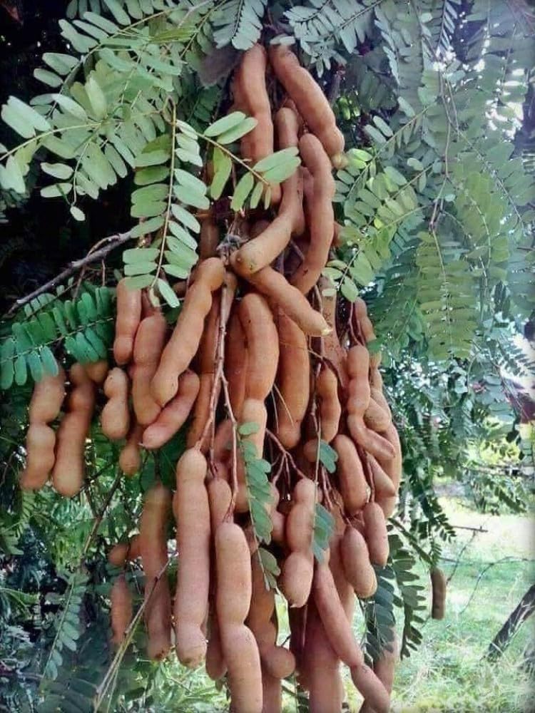 See full amazon price history chart for Chakla Grafted Special Hybrid Long Size Sweet TAMARIND Plant, Pack Of 1 Healthy Plant, Plant Hight 2-2.5 Feet, Packing Quality High Secure. Chakla Grafted Special Hybrid Long Size Sweet TAMARIND Plant, Pack Of 1 Healthy Plant, Plant Hight 2-2.5 Feet, Packing Quality High Secure. (B0CCB7147L) Amazon Price History, Amazon Price Tracker