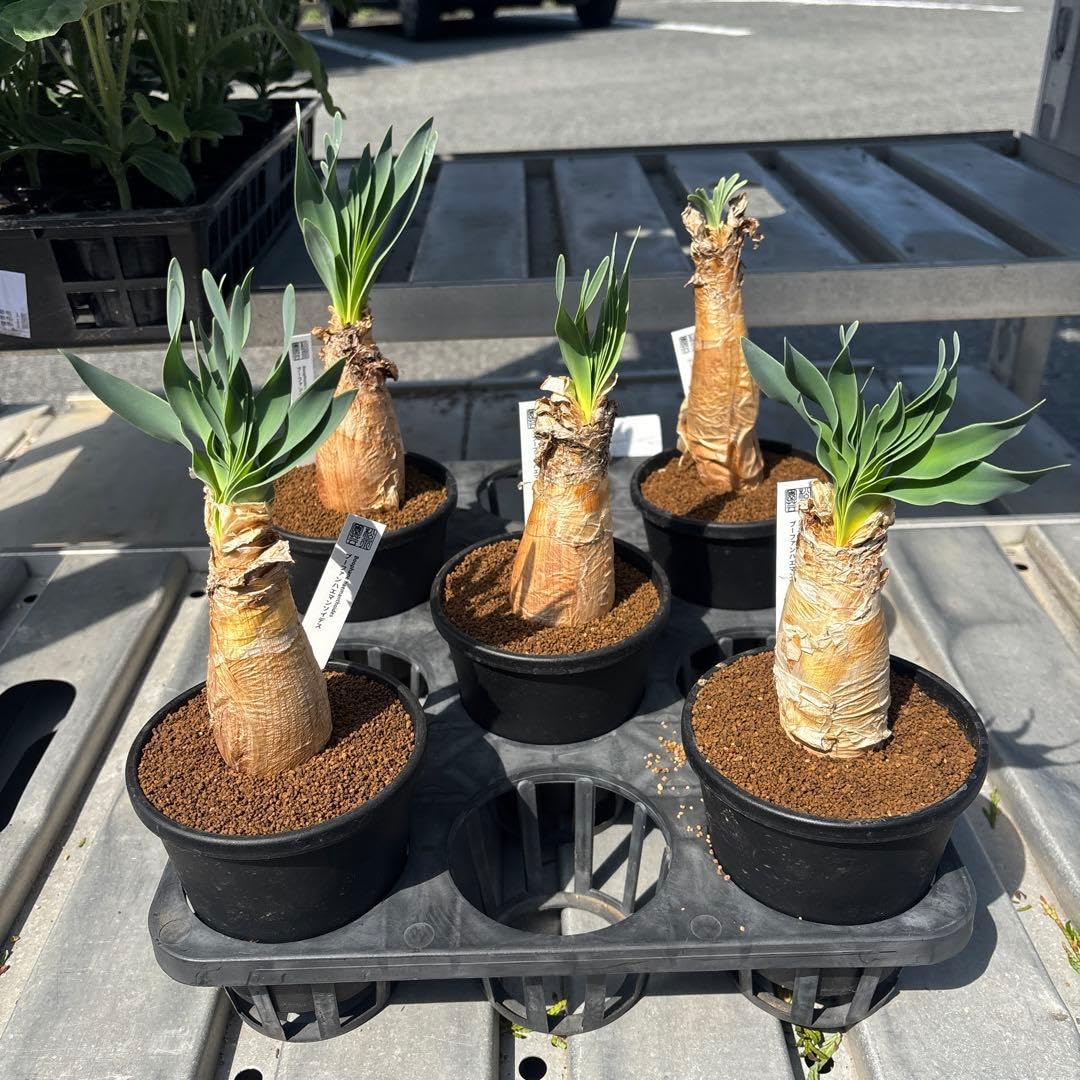 Amazon｜ブーファン ハエマンソイデス 4号｜観葉植物 オンライン通販