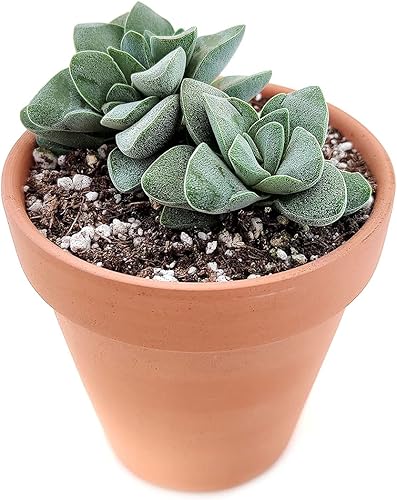 Miniatura 5 de Caja de suculentas  Colección única de suculentas de Crassula vivas, fáciles de cultivar, planta de interior para el hogar, totalmente enraizadas en