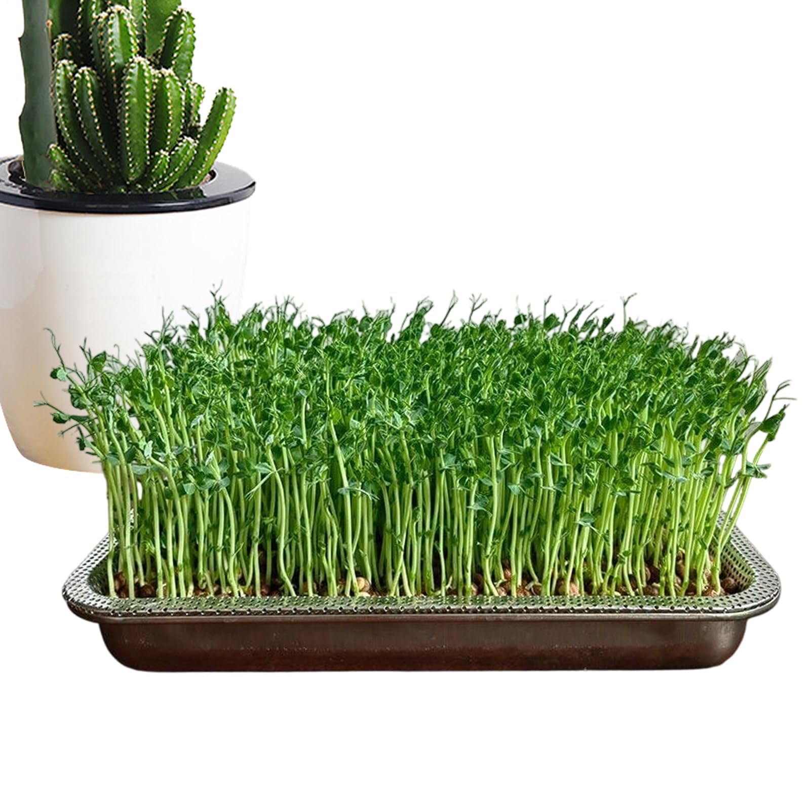 Sprossen Anzuchtschale Große Rostfreie Edelstahl-Aufbewahrung Für | Kleine Anzuchtschale Für Pflanzen Und Sprossen Für Gras Innen- und Außenbereich Garten Zuhause und Büro