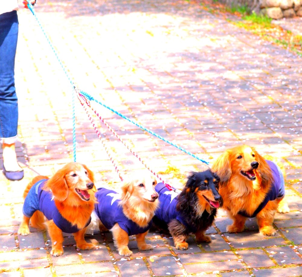 Amazon | ペットリード 多頭散歩時追加用 ショートリード 【レッドx