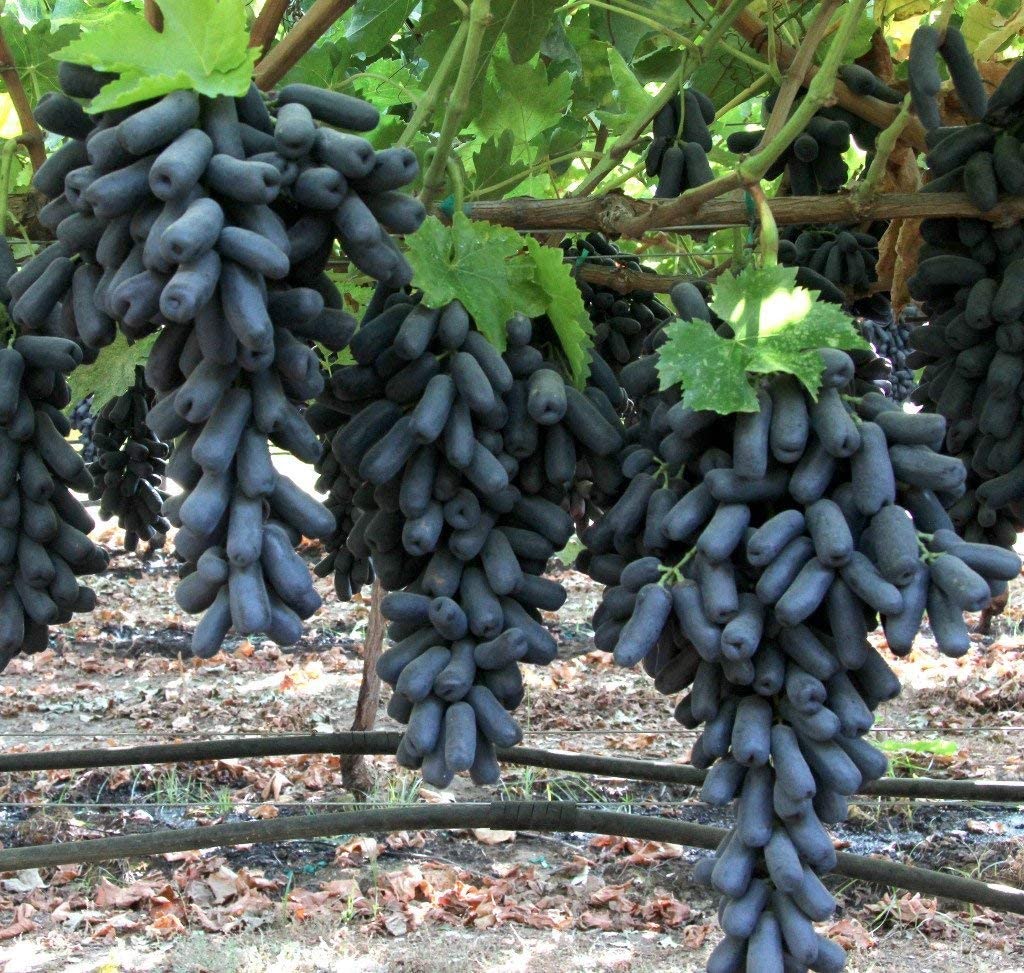 See full amazon price history chart for Creative Farmer Seedless Grape (Mundiri) - Black Fresh Most Expensive Variety Gives Fruit Round The Year Live Healthy Plant (Healthy Live Plant) Creative Farmer Seedless Grape (Mundiri) - Black Fresh Most Expensive Variety Gives Fruit Round The Year Live Healthy Plant (Healthy Live Plant) (B09SCZQSC2) Amazon Price History, Amazon Price Tracker