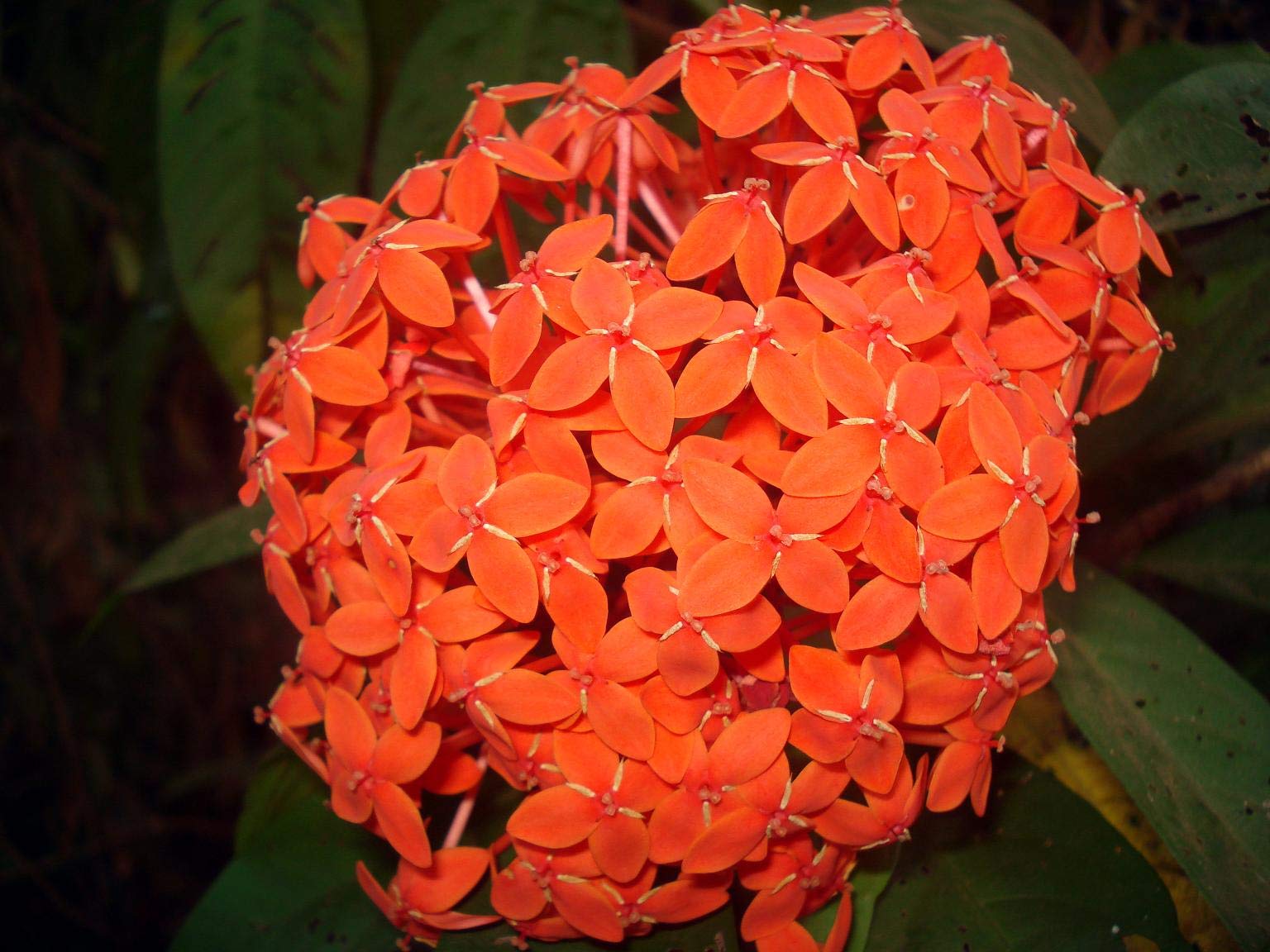 green paradise ixora Orange Live Plant (B08GKP7RDH) Amazon Price History, Amazon Price Tracker