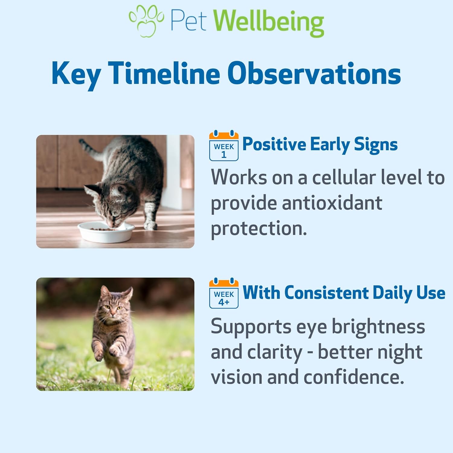 Pet Wellbeing Bilberry for Cats - Eye & Vision Support with Antioxidants, Capillary Health, Retinal Support - NASC Certified & Vet-Formulated - 2 oz Liquid