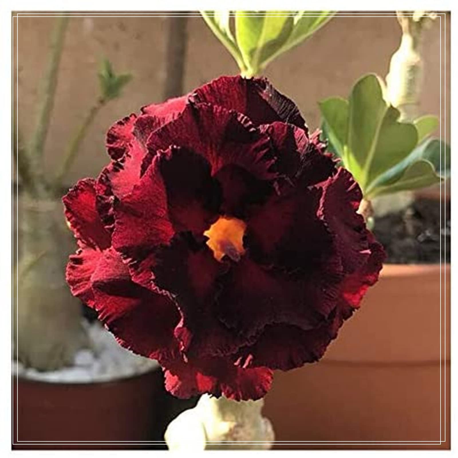 Desert Rose Bulbs, Golden Beautiful, Desert Rose Plant Bulbs, Adenium obesum Plant, Mix Wedding Flowers, 4Bulbs-C — image 1
