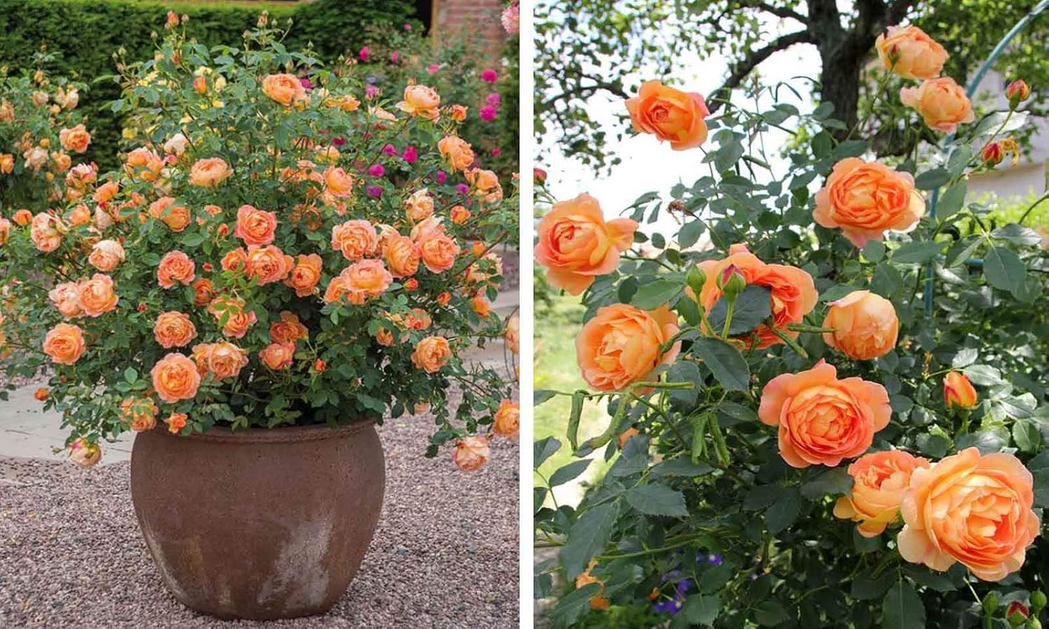 ROYAL LAND Orange Rose Tree Plant Rare Flower PleasantSmelling Fragrant Garden 2