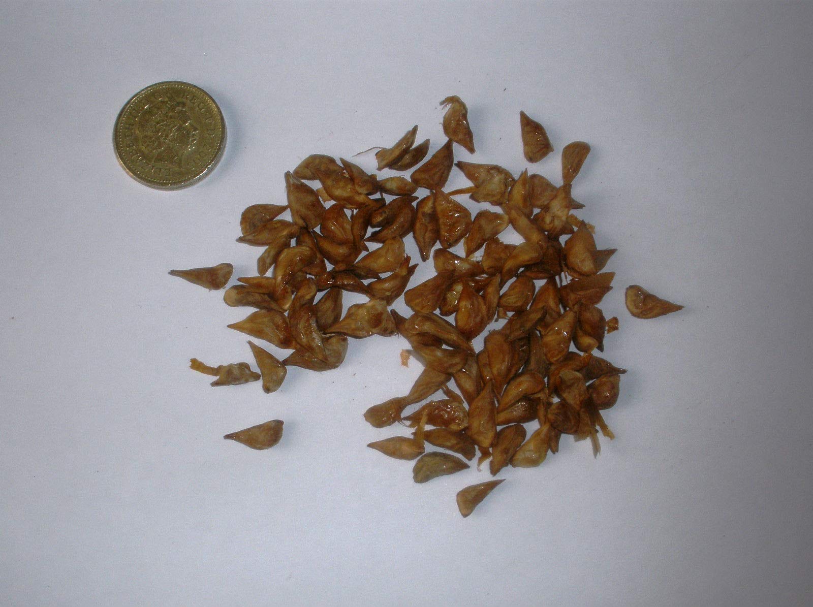 Portal Cool Cedro del Libano, Cedrus Libani, sempreverde Conifera X 100 semi