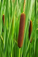 Vista 1 de Rizomas de plantas de espadaña para cultivar, no semillas, portainjertos saludables para plantas de cola de gato, gran característica acuática