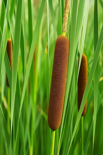 Rizomas de plantas de espadaña para cultivar, no semillas, portainjertos saludables para plantas de cola de gato, gran característica acuática para