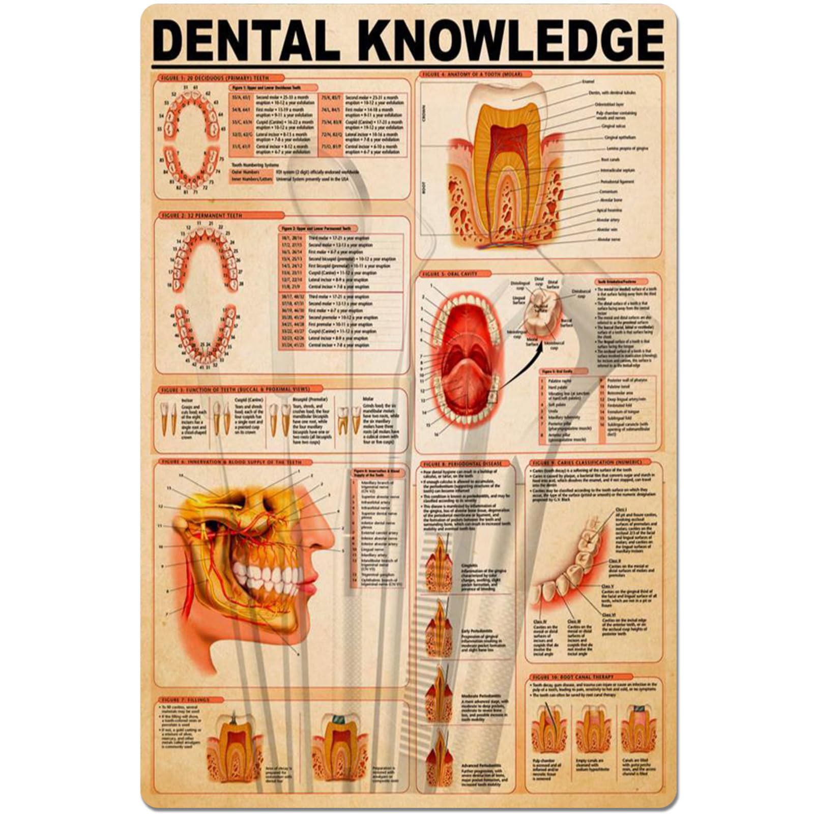 peiyeety Dental Knowledge Metal Tin Signs Dental Information Retro Poster Popular Science Educational Charts Wall Plaques Decor For Home Classroom Room Office 8x12 Inch