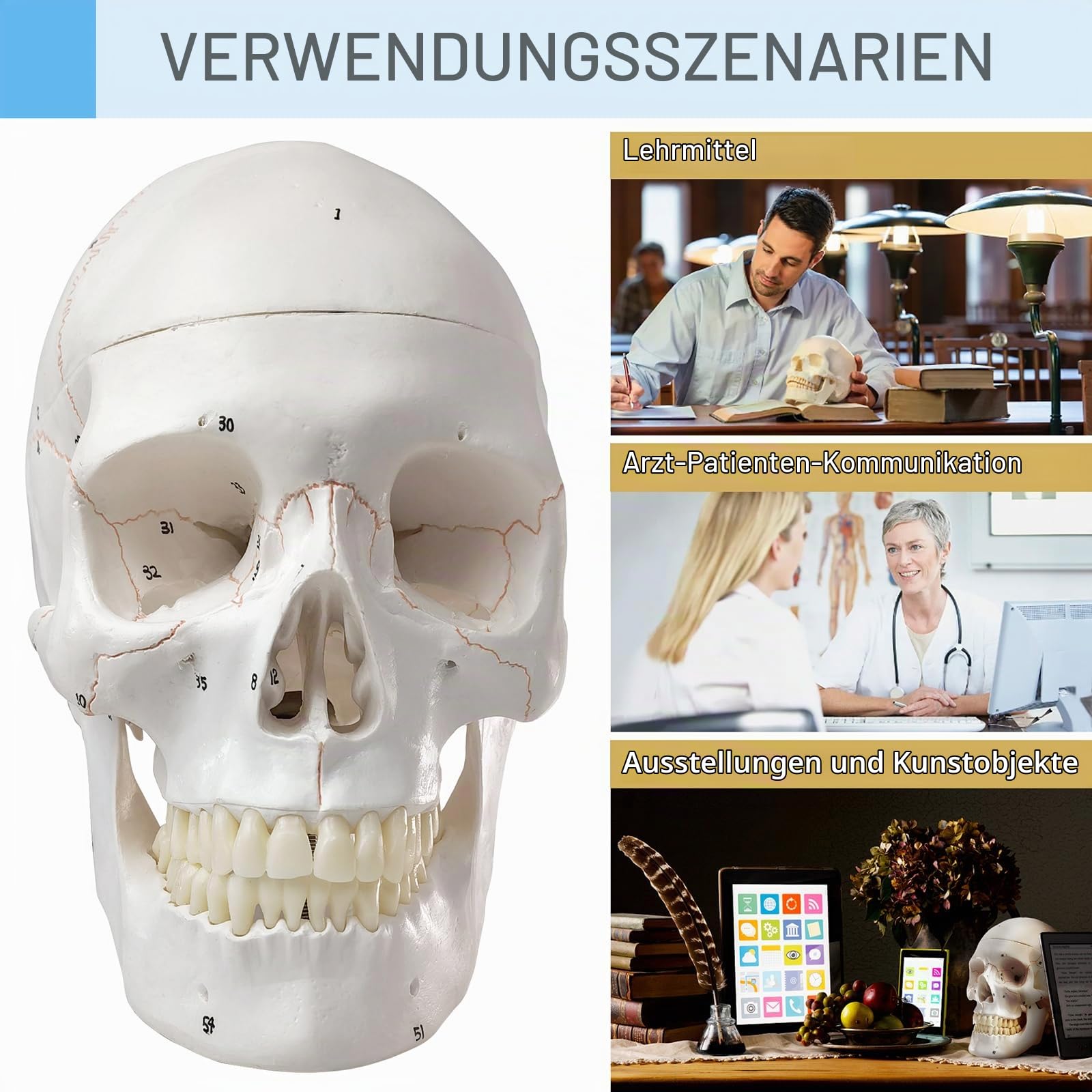Menschliches Schädelmodell, mit Knochennähten, Zahlen geschrieben, menschliche anatomische Anatomie, Erwachsenenmodell mit abnehmbarer Schädelkappe und Gelenkkiefer, kompletter Satz Zähne