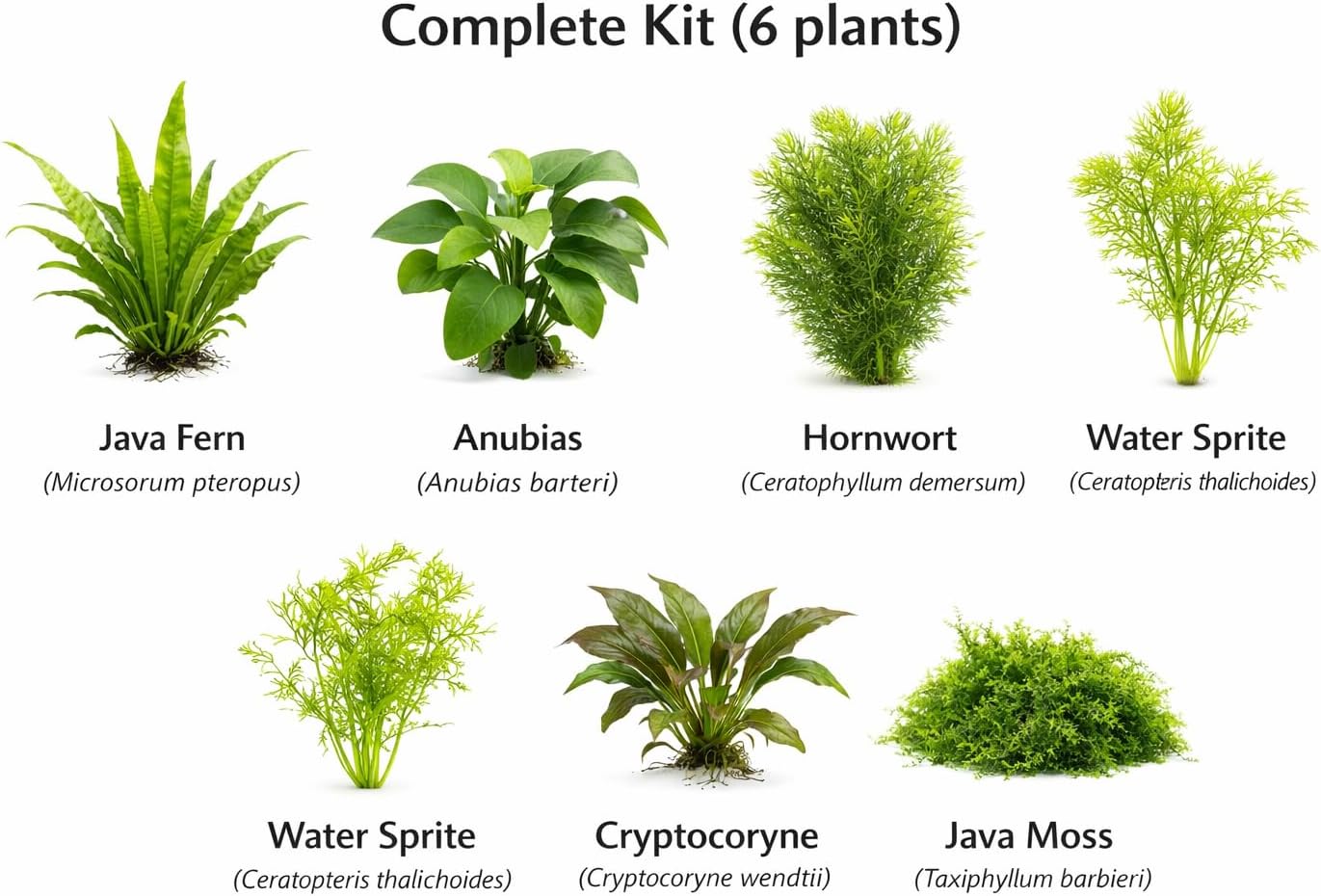 Axolotl Live Plants Bundle - 3 Species Starter Kit | Java Fern, Hornwort & Water Sprite - Cold Water Safe, No CO2 Needed - Beginner Axolotl Tank Plants (6)