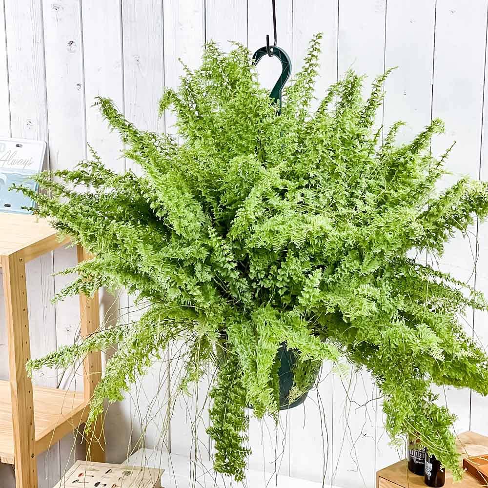 Amazon｜PLANCHU 観葉植物 ネフロレピス グリーンファンタジー 7号吊り