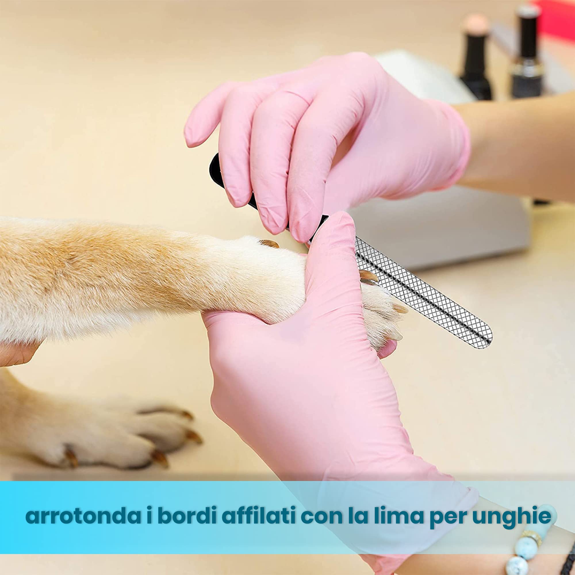 CANDURE Tagliaunghie Cane e Gatto con Guardia per Protezione Cani - Acciaio Inossidabile Tagliaunghie Gatto Professionale per Veterinaria e Uso Personale (Blu, Grande a Medio)