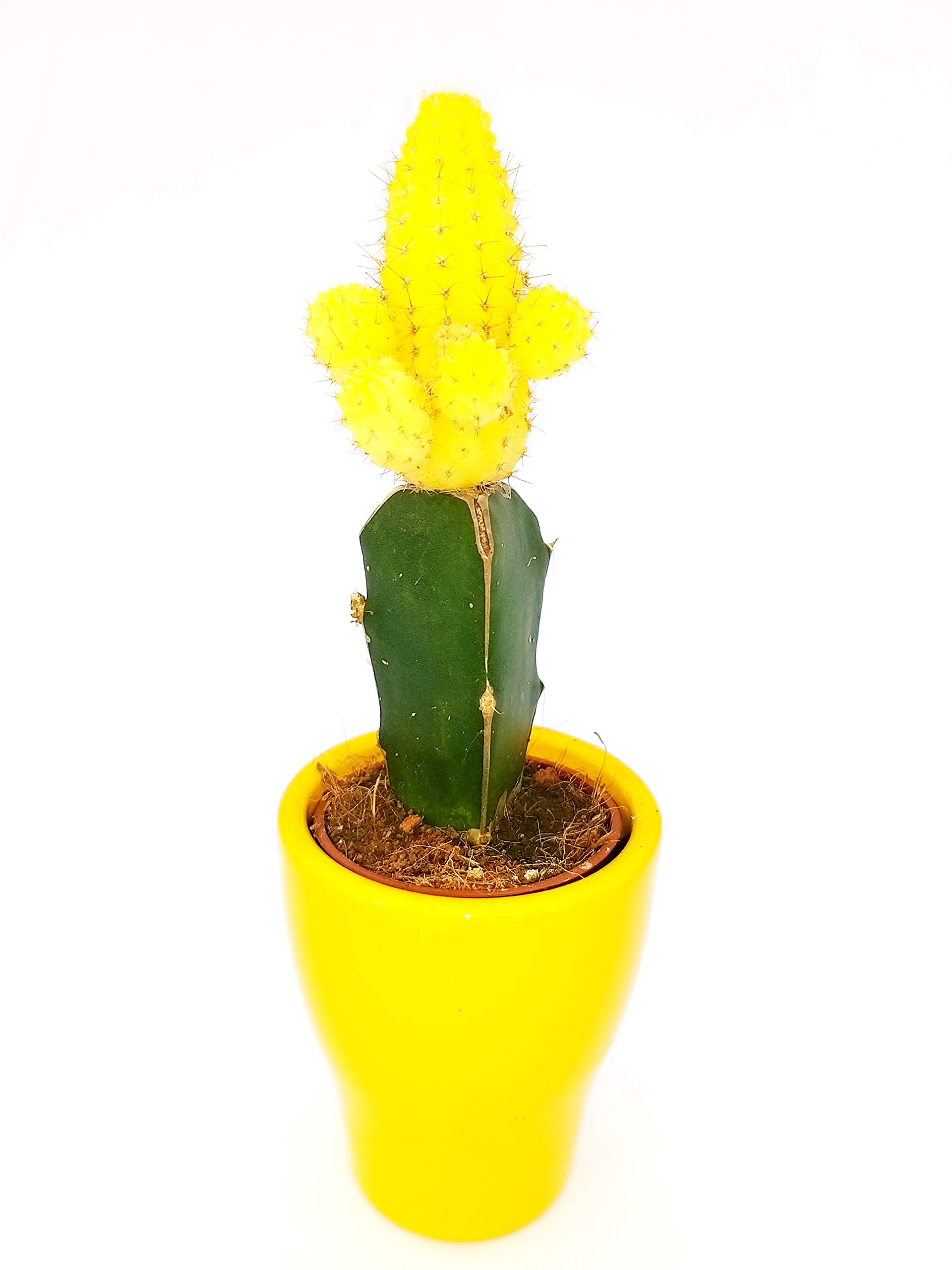 POWERS TO FLOWERS - GYMNOCACTUS LEMON IN VASO CERAMICA, pianta vera