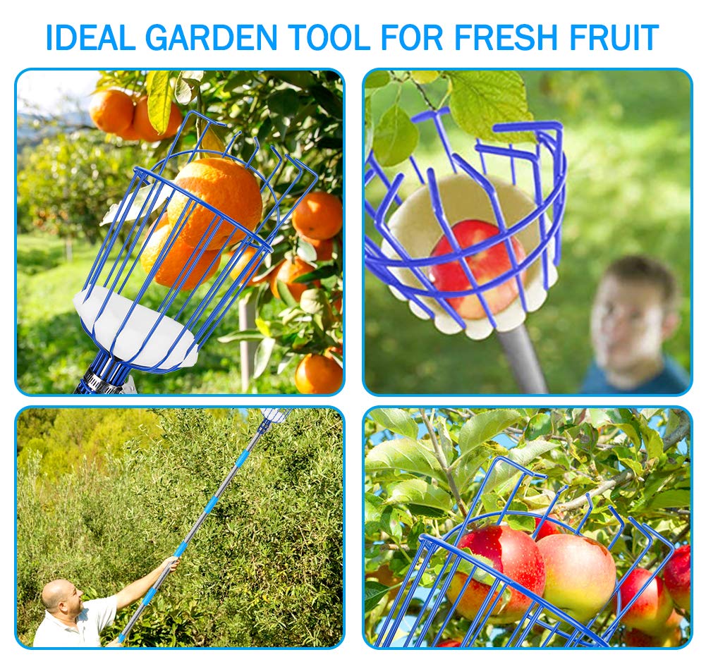 Strumento raccoglitrice di frutta, CestMall raccoglitrice di frutta da 13 piedi con palo telescopico in alluminio leggero e cesto, raccoglitore di frutta facile da montare, usa raccoglitrice di frutta