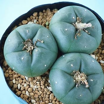 Amazon.co.jp: ロホホラ 烏羽玉 実生苗 3株セット抜き苗