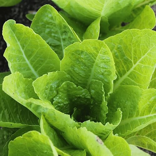 Miniatura 3 de Jericho Semillas de lechuga romana para plantar, más de 500 semillas tradicionales por paquete, semillas de jardín de Isla (semillas de jardín de