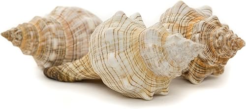 Joseph Rains - Concha de zorro a rayas, 3 conchas marinas de zorro a rayas, carcasa de coleccionista de 4-5 pulgadas, juego de 3 piezas para