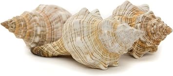 Nautical Crush Trading Conch Shell Decor - Seashell Decor - 3pk 4-5" Large Striped Fox Sea Shell - Shells for Decoration - Large Seashells for Crafts - Magic Conch Shell Room Decor