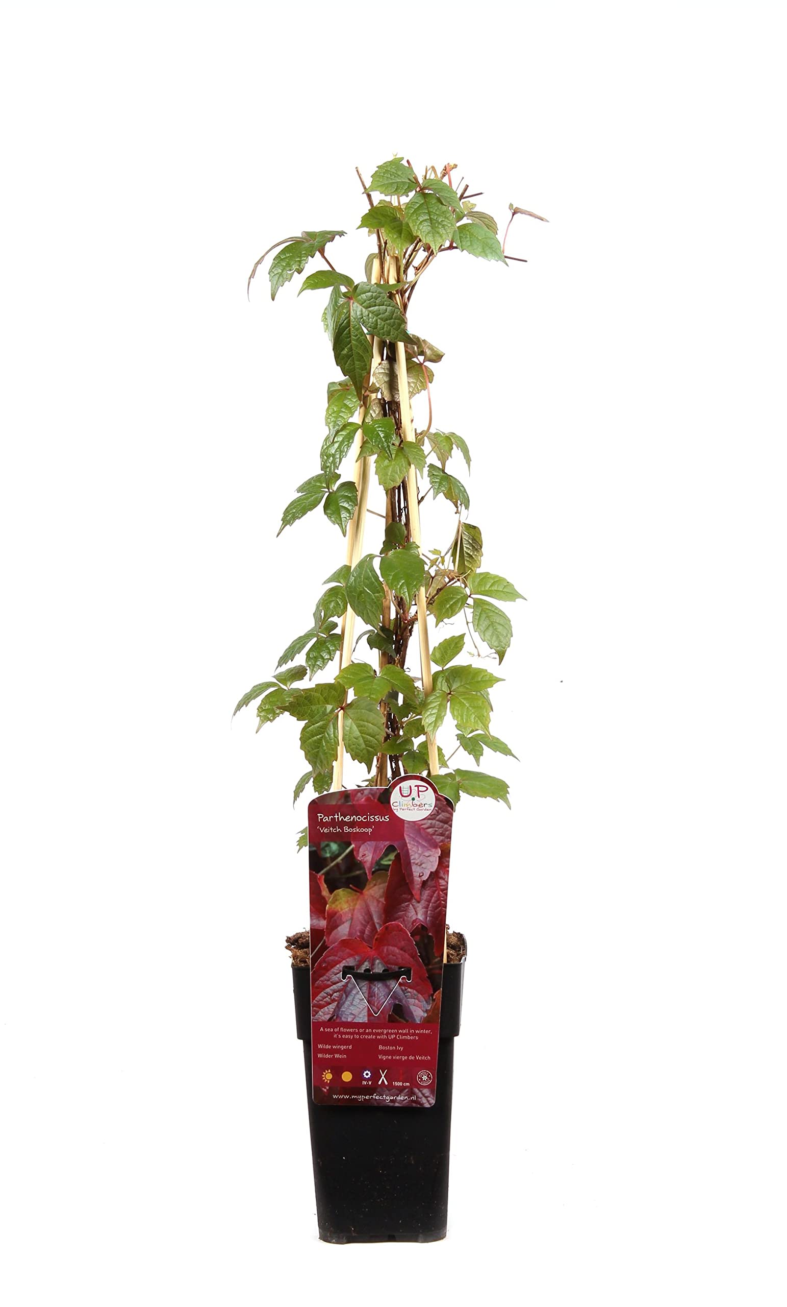 azalee zimmerpflanze standort Azalee (Chinesische) 'Harvest Moon' - Rhododendron (Azalea) mollis Harvest  Moon