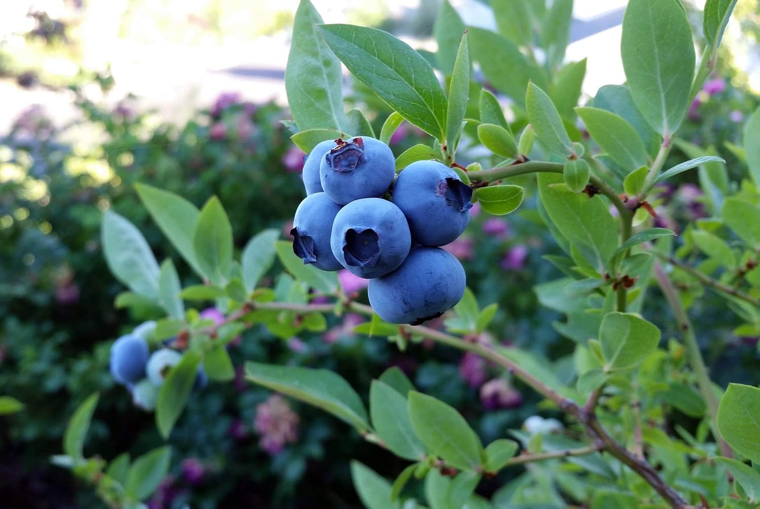 Blueberry Plant - BLUERAY - Extra-Large Fruits, Excellent Flavor and Great for Backyard Growing