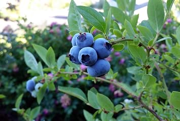 Blueberry Plant - BLUEGOLD - Excellent for Backyard Growing
