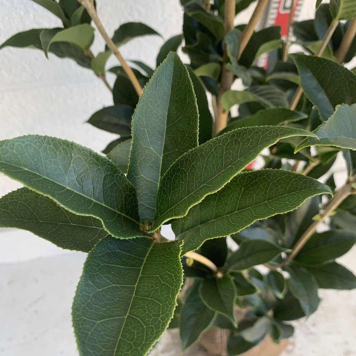 Amazon.co.jp: 銀木犀 ギンモクセイ 約:140cm 根巻 庭木 ガーデン