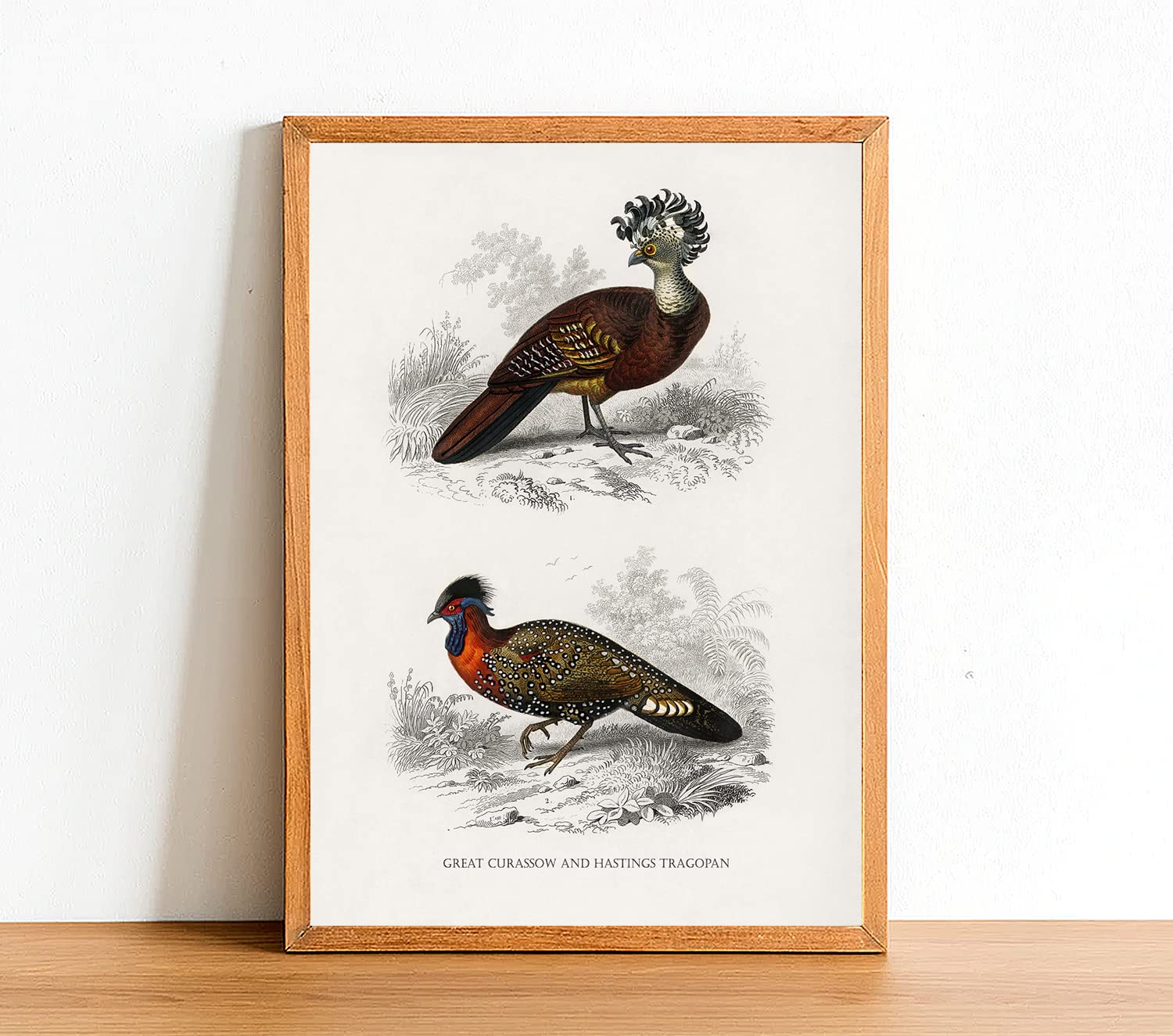 Vintage Bird Poster Print, Great Curassow and Hastings Tragopan, Antique Bird Artwork, Satin Paper Home Decor Quality UNFRAMED Posters