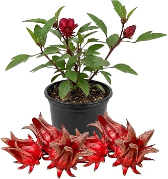 Sabdariffa Roselle Hibiscus Plants 5-8 Inch Tall, Red Sorrel Roselle Hibiscus Flowers for Planting in 4 Pot, High Yield, Ready to Grow