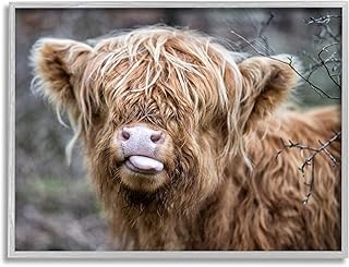 Stupell Industries BaBy Highland Calf Cattle Licking Lips Country Farmland Framed Wall Art, Design By James Dobson
